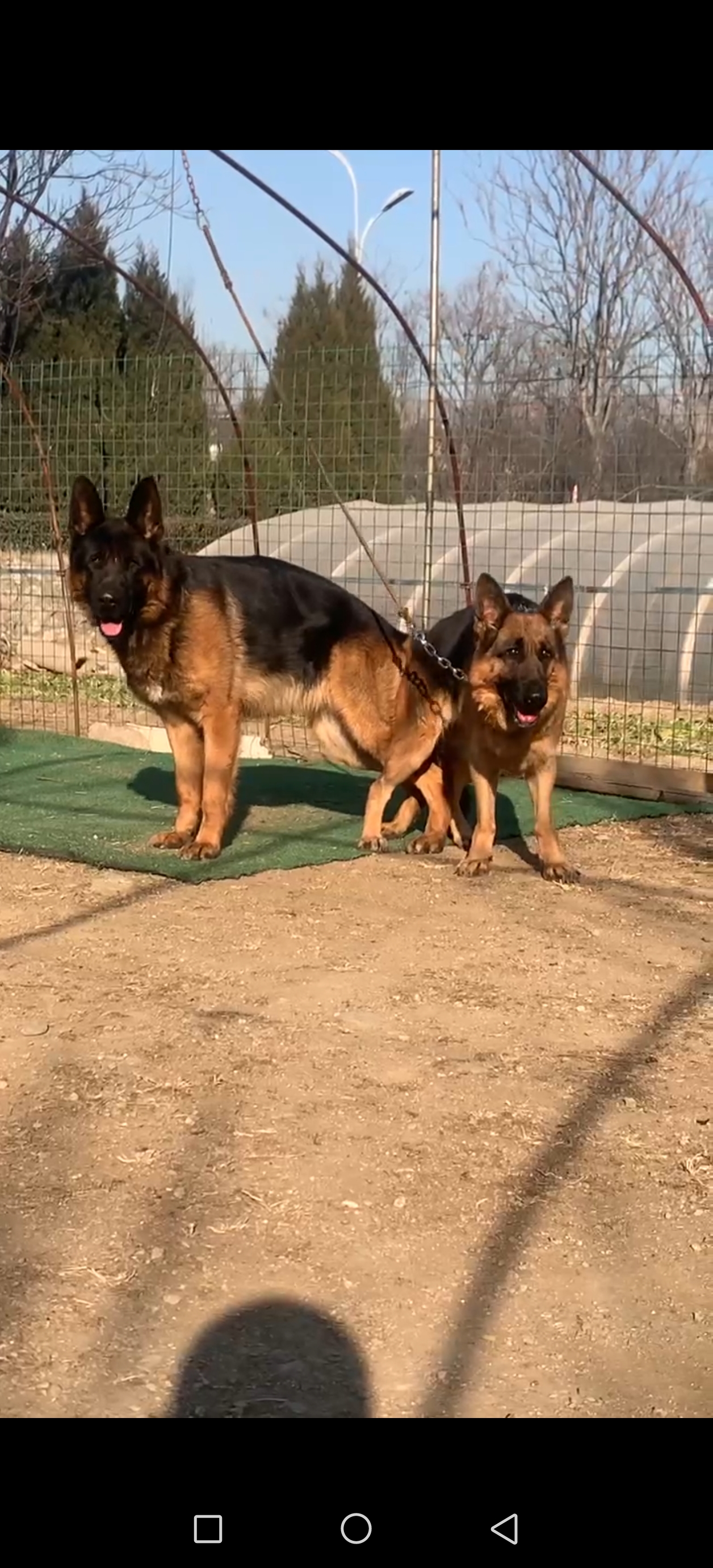 德牧幼犬，血统纯正